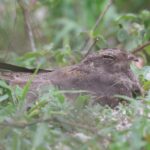 Savanna Nightjar (image by Hannu Jännes)