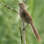 Striated Babbler (image by Urban Olsson)