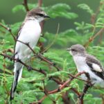juvenile and female White-bellied Minivets (image by Rachel Warren)