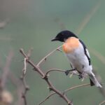 male White-bellied Minivet (image by Hannu Jännes)