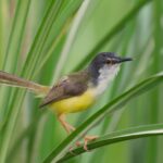 Yellow-bellied Prinia (image by Hannu Jännes)