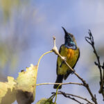 Apricot-breasted Sunbird (image by Dáni Balla)