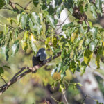 Banded Fruit Dove (image by Dáni Balla)