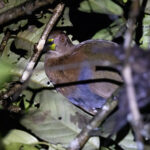 Bare-eyed Rail (image by Dáni Balla)