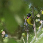Bare-throated Whistler (image by Dáni Balla)