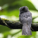 Barred Owlet-nightjar (image by Dáni Balla)