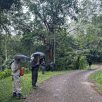 Birding in Varirata NP (image by Dáni Balla)