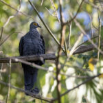 Black Cuckoo-Dove (image by Dáni Balla)