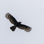 Black Honey Buzzard (image by Dáni Balla)