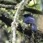 Black Pitohui (image by Dáni Balla)