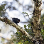 Black Sittella (image by Dáni Balla)