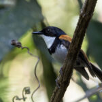Black-banded Flycatcher (image by Dáni Balla)