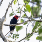 Black-bellied Myzomela (image by Dáni Balla)