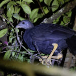 Black-billed Brushturkey (image by Dáni Balla)