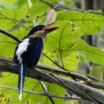 Black-capped Paradise Kingfisher (image by Dáni Balla)