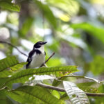 Black-sided Robin (image by Dáni Balla)