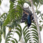 Blue Bird-of-paradise (image by Dáni Balla)