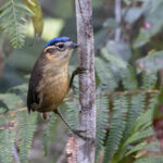 Blue-capped Ifrit (image by Dáni Balla)