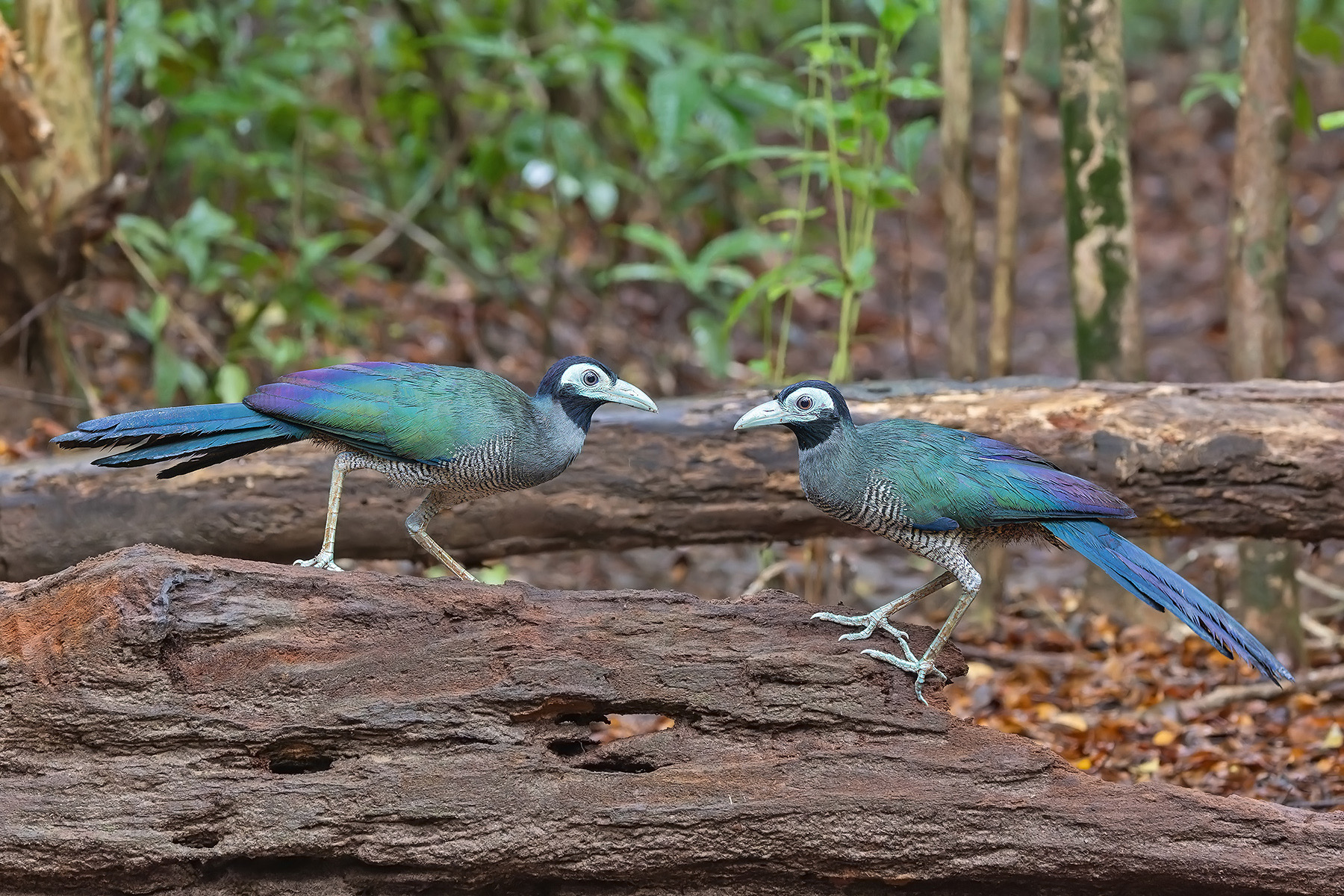 Bornean Ground Cuckoos (image by Pete Morris)