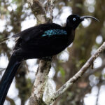 Brown Sicklebill (image by Dáni Balla)