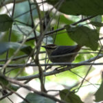 Buff-banded Thicketbird (image by Dáni Balla)