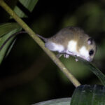 Chestnut Tree Mouse (image by Dáni Balla)