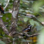 Chestnut-backed Thrush (image by Dáni Balla)