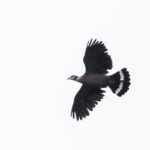 Collared Imperial Pigeon (image by Dáni Balla)