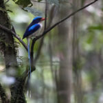 Common Paradise Kingfisher (image by Dáni Balla)