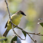 Crested White-eye (image by Dáni Balla)