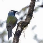 Eastern Crested Berrypecker (image by Dáni Balla)