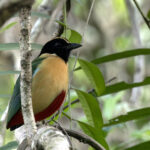 subspecies maria of Elegant Pitta (image by Dáni Balla)