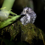 Feline Owlet-nightjar (image by Dáni Balla)