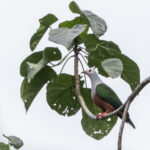 Finsch's Imperial Pigeon (image by Dáni Balla)