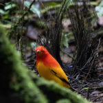 Flame Bowerbird (image by Dáni Balla)