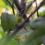 Flame-eared Honeyeater (image by Dáni Balla)