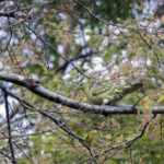 Flores Green Pigeon (image by Dáni Balla)