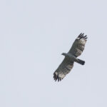 Flores Hawk-Eagle (image by Dáni Balla)