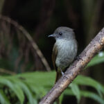 Flore Jungle Flycatcher (image by Dáni Balla)