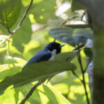 Flores Monarch (image by Dáni Balla)