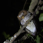 Flores Scops Owl (image by Dáni Balla)