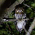 Flores Scops Owl (image by Dáni Balla)