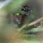 Forbes's Forest Rail (image by Dáni Balla)