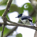 Frilled Monarch (image by Dáni Balla)