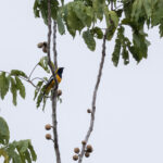 Golden Cuckooshrike (image by Dáni Balla)