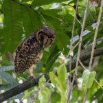 Golden Masked Owl (image by Dáni Balla)