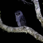 Greater Sooty Owl (image by Dáni Balla)