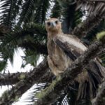 Gurney's Eagle (image by Dáni Balla)