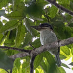 Hook-billed Kingfisher (image by Dáni Balla)