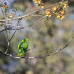 Jonquil Parrot (image by Dáni Balla)